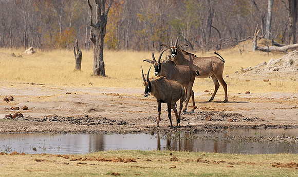 Hwange NP
