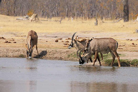 Hwange NP