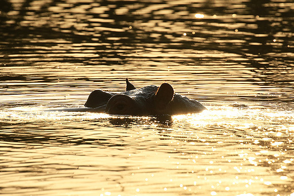 Malilangwe wildlife reserve