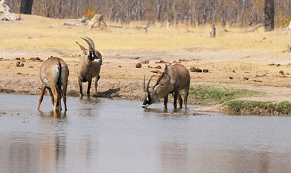 Hwange NP