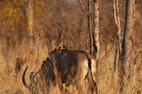 Hwange NP