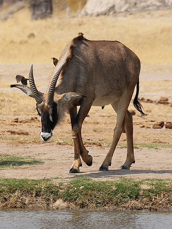 Hwange NP