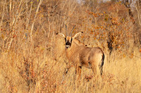 Hwange NP