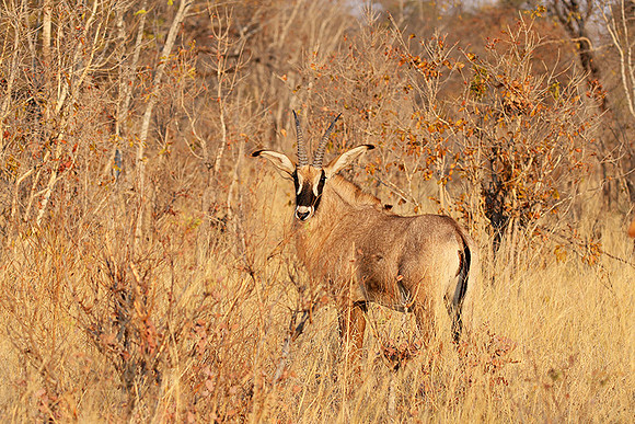 Hwange NP