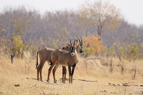 Hwange NP
