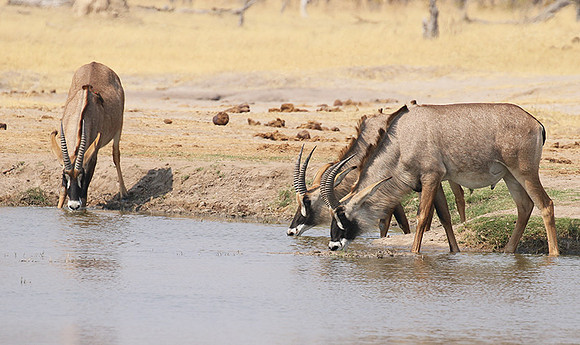 Hwange NP