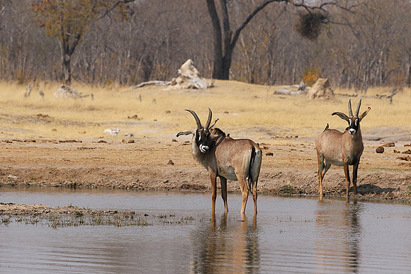 Hwange NP