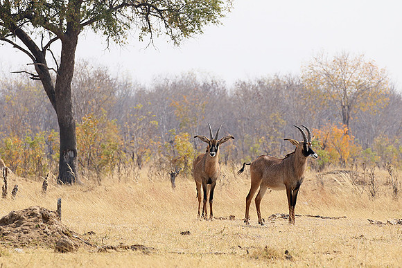 Hwange NP