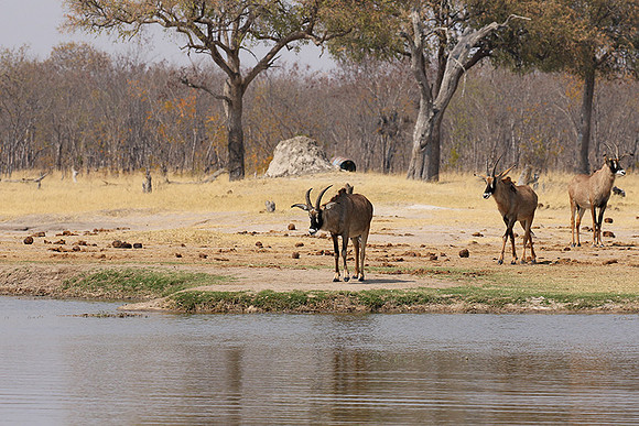Hwange NP