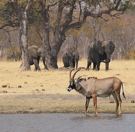 Hwange NP