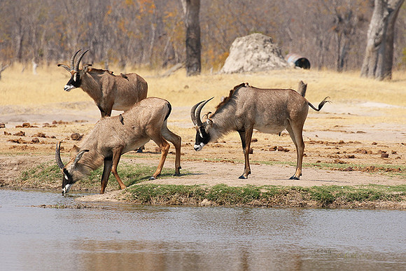 Hwange NP