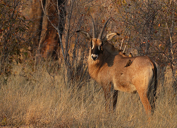 Hwange National Park