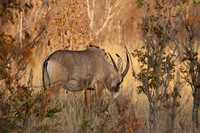 Hwange NP