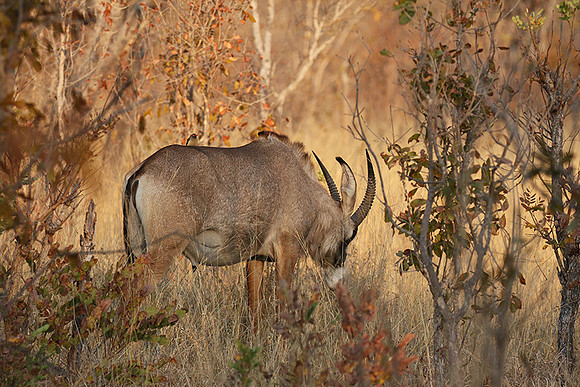 Hwange NP