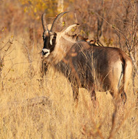 Hwange NP