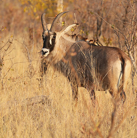 Hwange NP