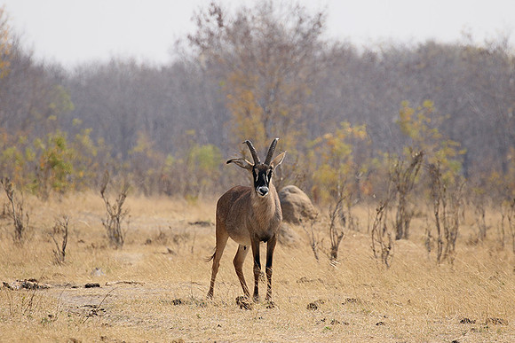 Hwange NP
