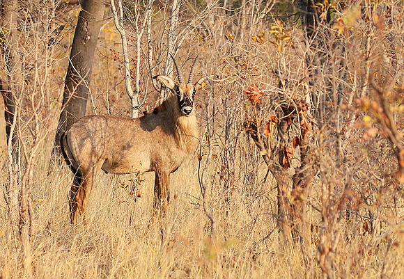 Hwange NP