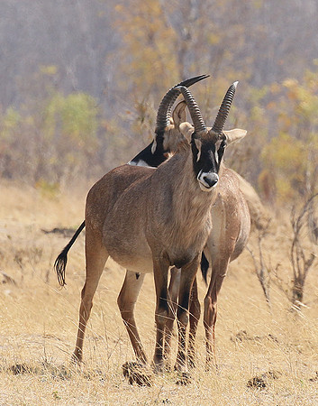 Hwange NP