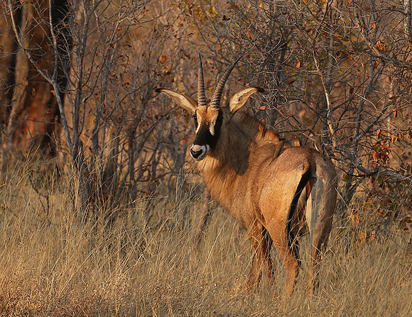 Hwange National Park