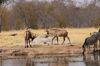 Hwange NP
