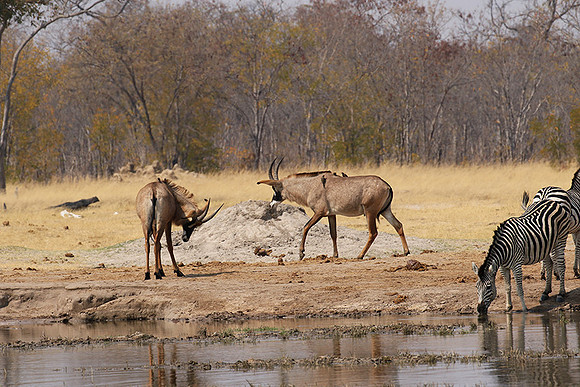 Hwange NP
