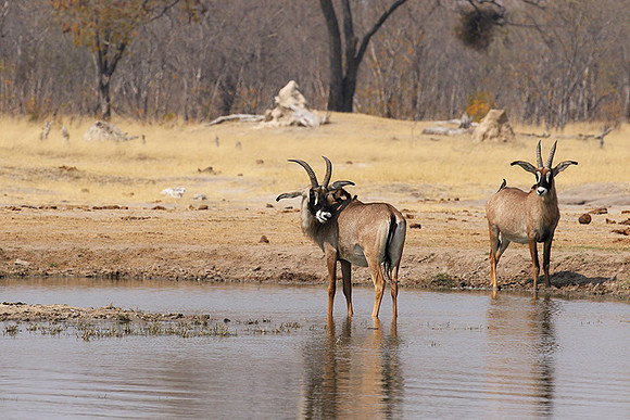 Hwange NP