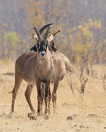 Hwange NP