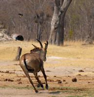 Hwange NP
