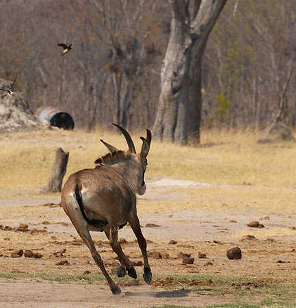 Hwange NP