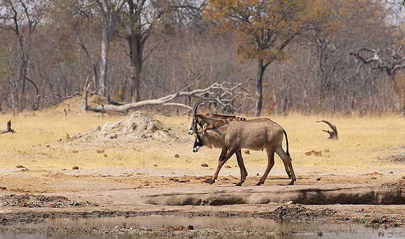 Hwange NP