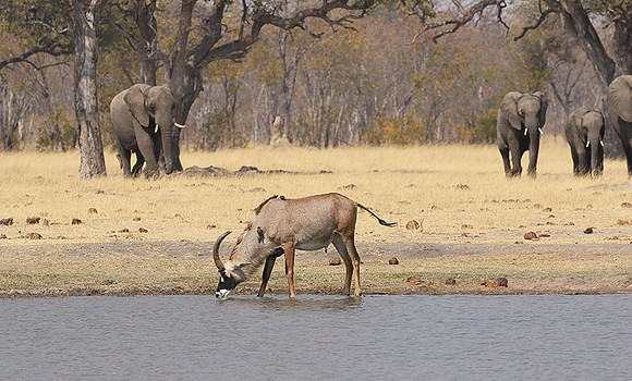 Hwange NP