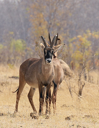 Hwange NP