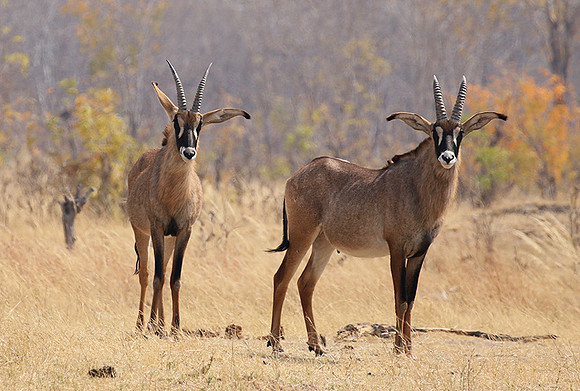 Hwange NP