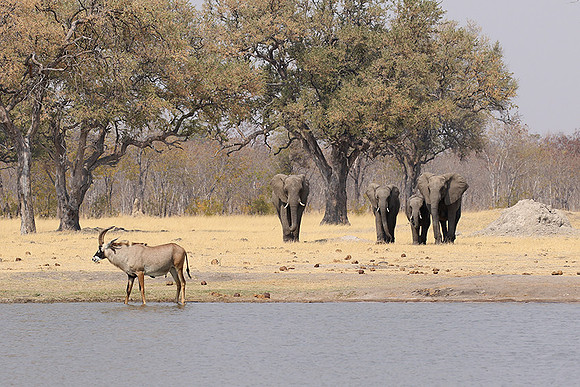 Hwange NP