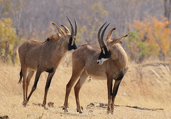 Hwange NP