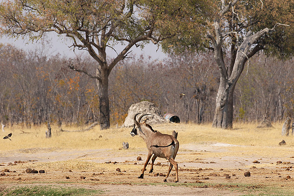 Hwange NP