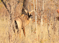 Hwange NP