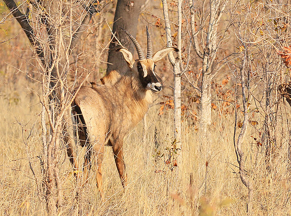 Hwange NP