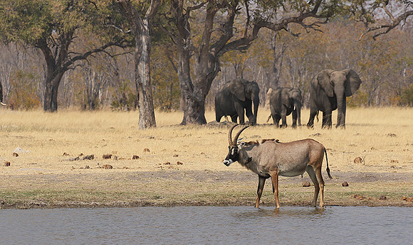 Hwange NP