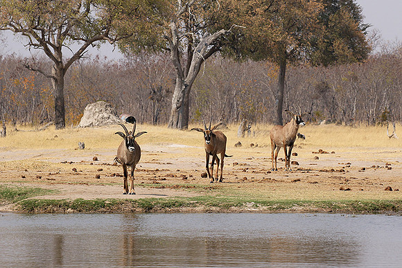 Hwange NP