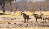 Hwange NP