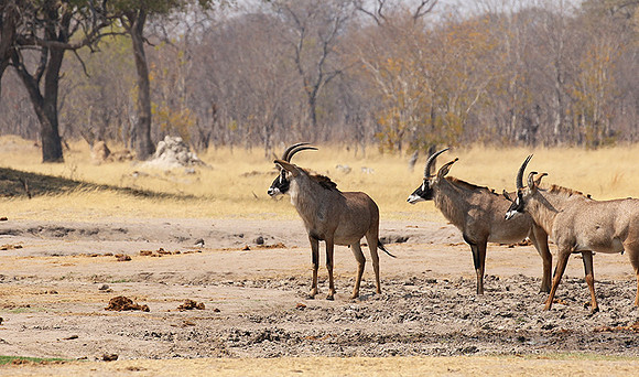 Hwange NP