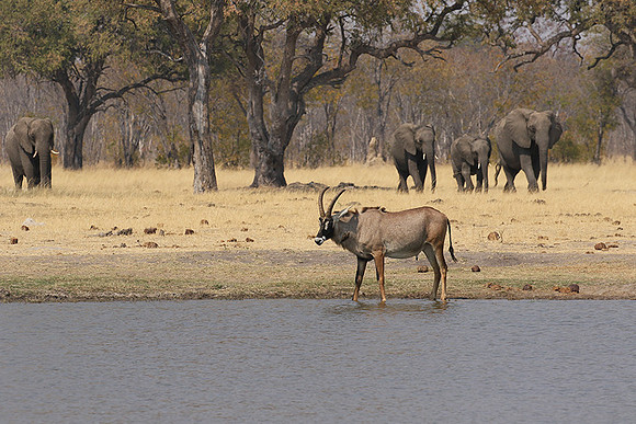 Hwange NP