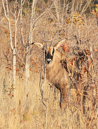 Hwange NP