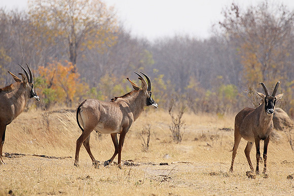 Hwange NP