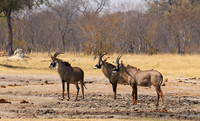 Hwange NP