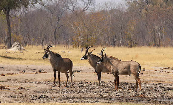 Hwange NP