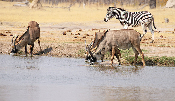 Hwange NP