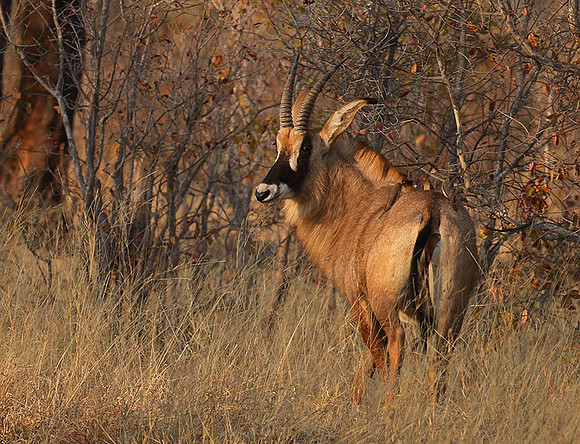 Hwange National Park